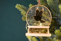 Golden Dove Memorial ornament